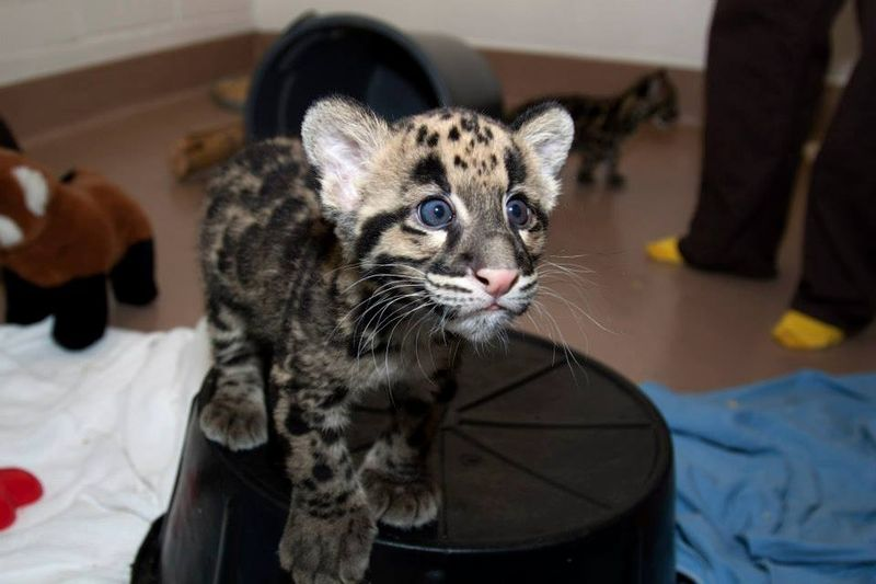Illustration for article titled ZOMG BABY CLOUDED LEOPARDS!!!